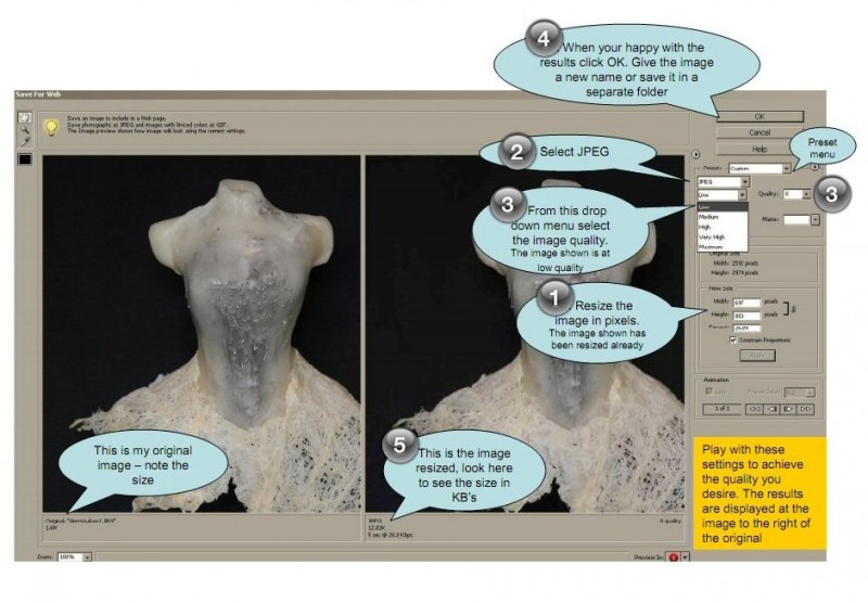 Resize images for web step 2