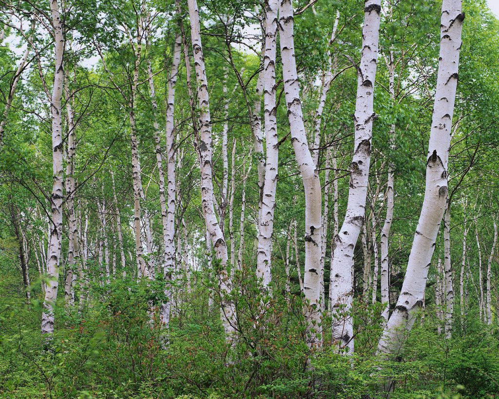 White Birch Forest